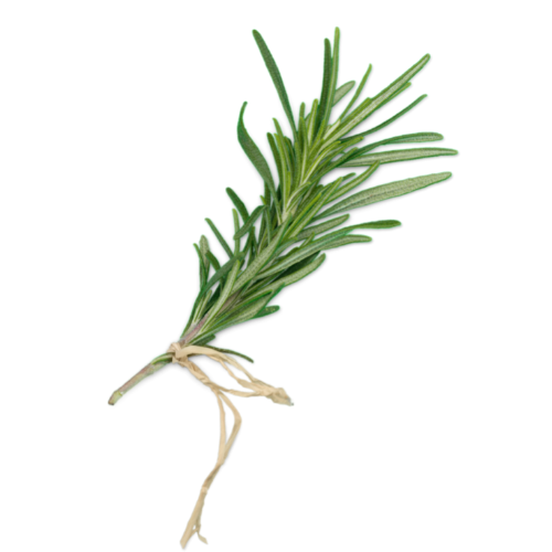 Rosemary Rosemary