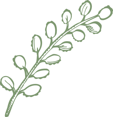 Twig Garlic